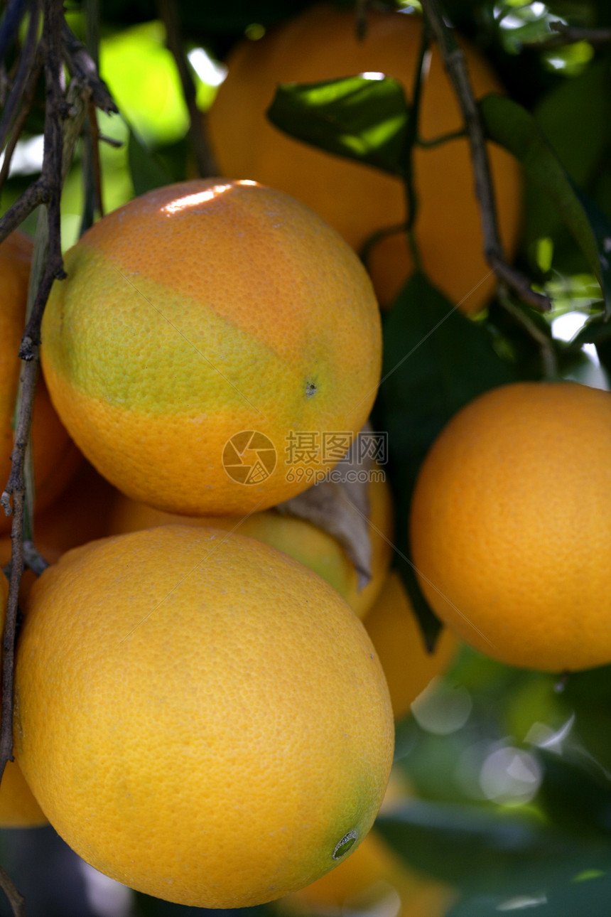 橙子橙树农场收成树叶花园晴天生长饮食果汁叶子热带图片