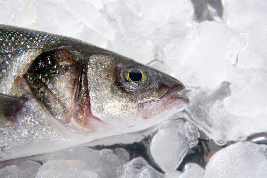冰上海盆鱼图片