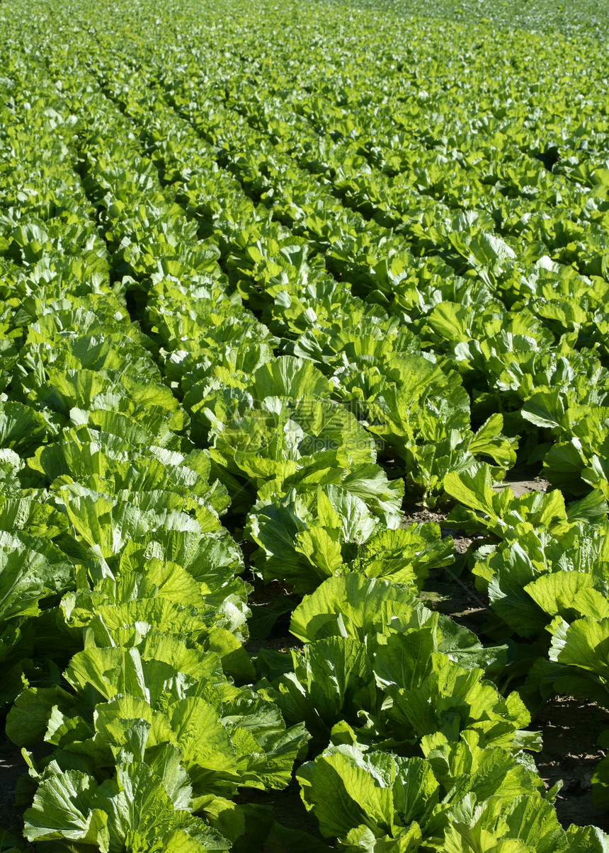 绿色生色的生菜田农民沙拉场地农村植物农场叶子食物蔬菜营养图片