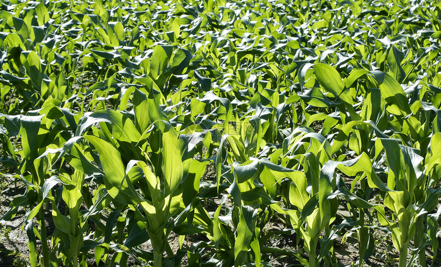 在地中海土地上生长的玉米田 种植食物植物草地天空国家农村麦田晴天风景收成图片