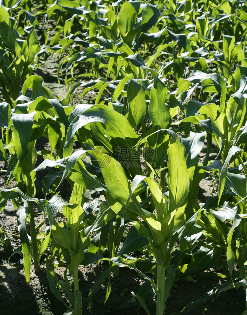 在地中海土地上生长的玉米田 种植粮食太阳食物国家农村收成蓝色场地植物农田图片