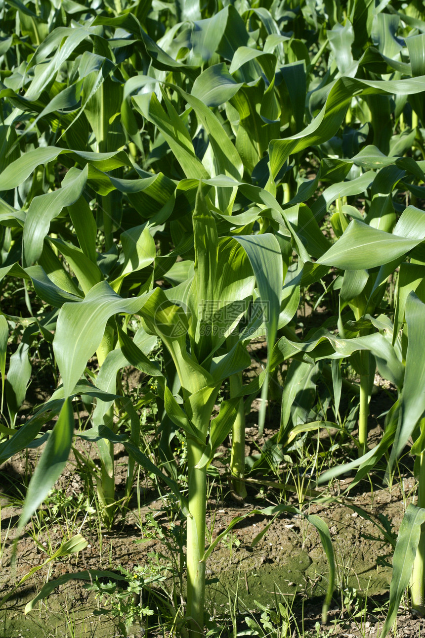 在地中海土地上生长的玉米田 种植植物环境草地季节晴天农田国家粮食商业食物图片