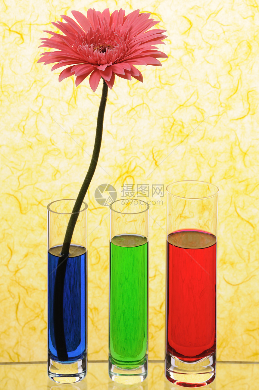 黄斑粉色花瓣植物雏菊蓝色宏观玻璃水平红色花瓶图片