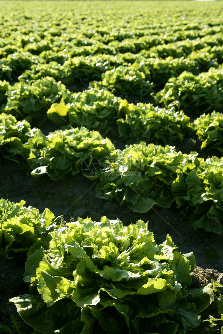 西班牙的生菜田 绿色植物视角食物营养长叶农场植物土壤生产沙拉收成线条图片