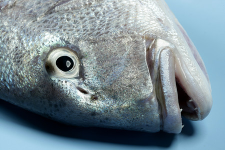 丹顿 地中海马龙鱼 金头鱼 松鼠钓鱼烹饪牙齿柠檬鲷鱼厨房海洋动物蓝色营养背景图片