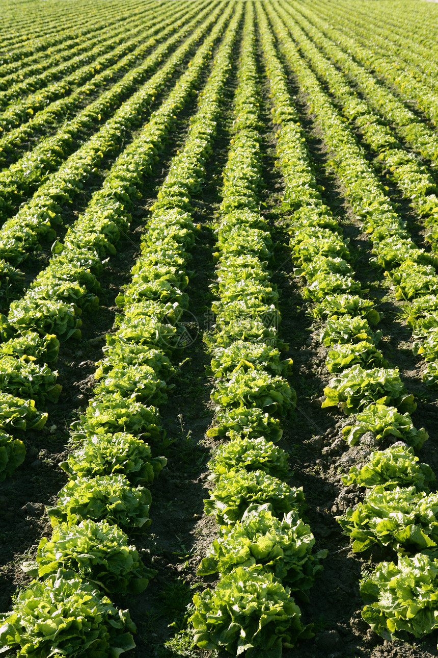 西班牙的生菜田 绿色植物视角场地土地收成蔬菜农场农民食物沙拉叶子植物图片