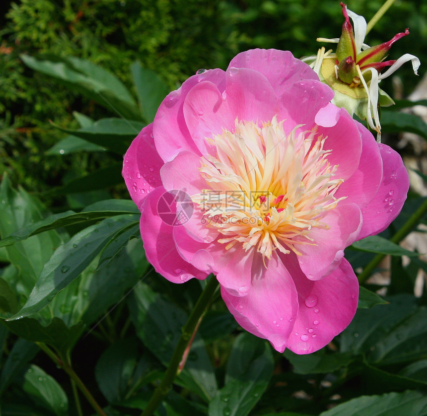 粉红花花园植物图片