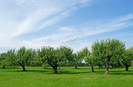果园生草苹果树果园兰花环境季节蓝色生长水果天空公园生产草地背景