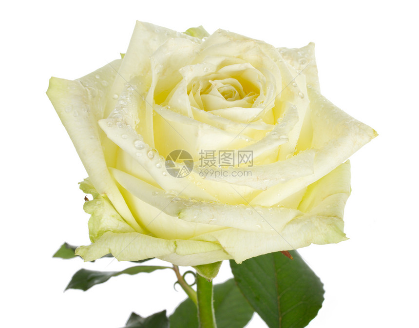 近身白玫瑰玫瑰叶子白色绿色图片