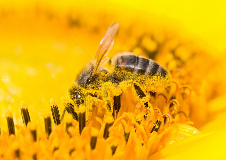 收集蜜蜂花蜜蜂蜜活力条纹花瓣昆虫美丽荒野翅膀宏观植物图片