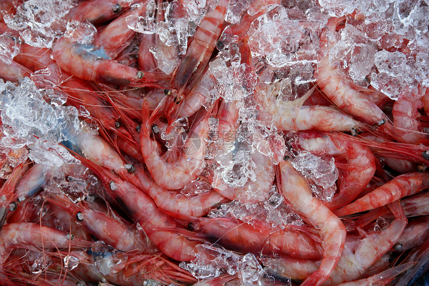 橙虾 大虾 甲壳类及冰面菜单饮食钓鱼营养海洋餐厅海鲜食物贝类旅行图片