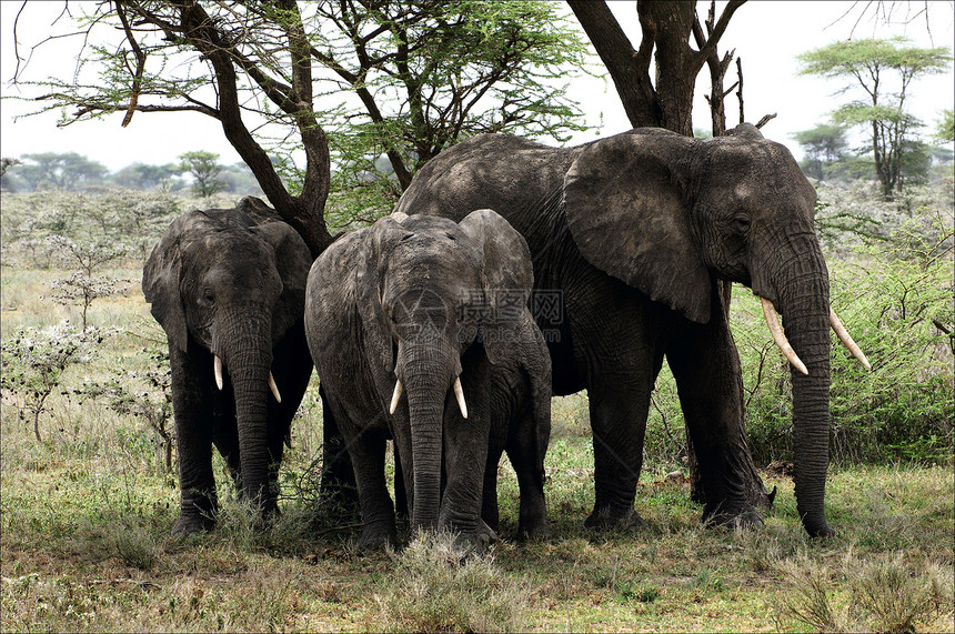 树下大象食草獠牙力量童年荒野野生动物树干母性耳朵母亲图片