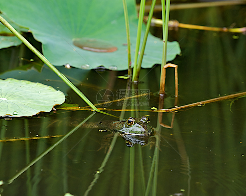 在水面上偷窥的青蛙图片