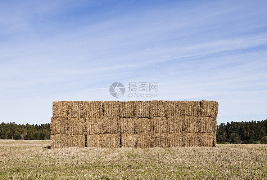 海斯达克的巴勒小麦辅助牛粮食物文化天空功能动物收获场地图片