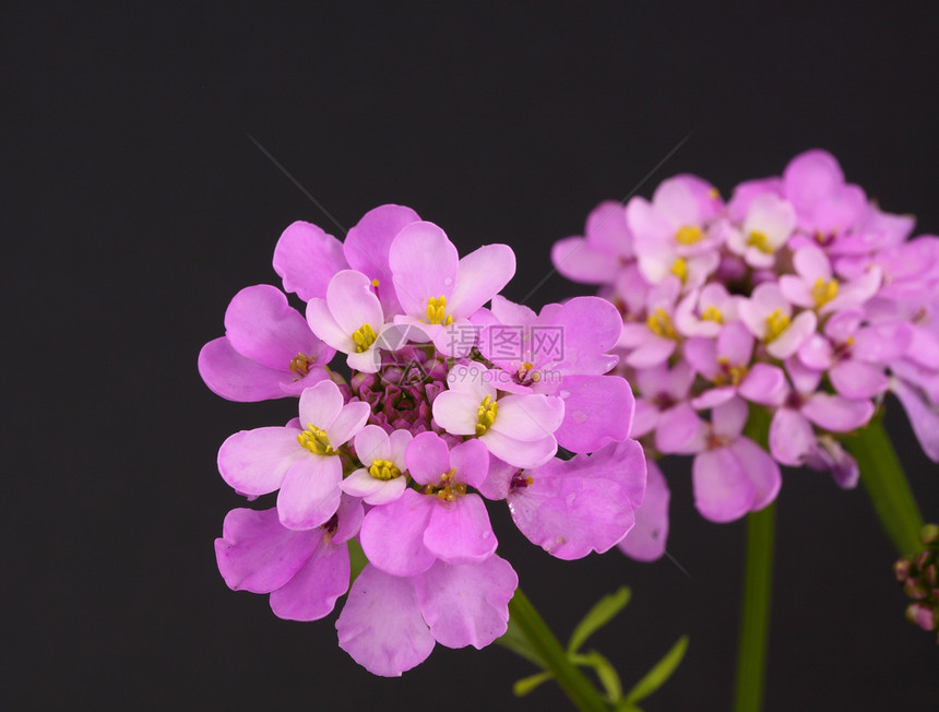 糖果图夫植物雄蕊花瓣花园粉色寝具紫色图片