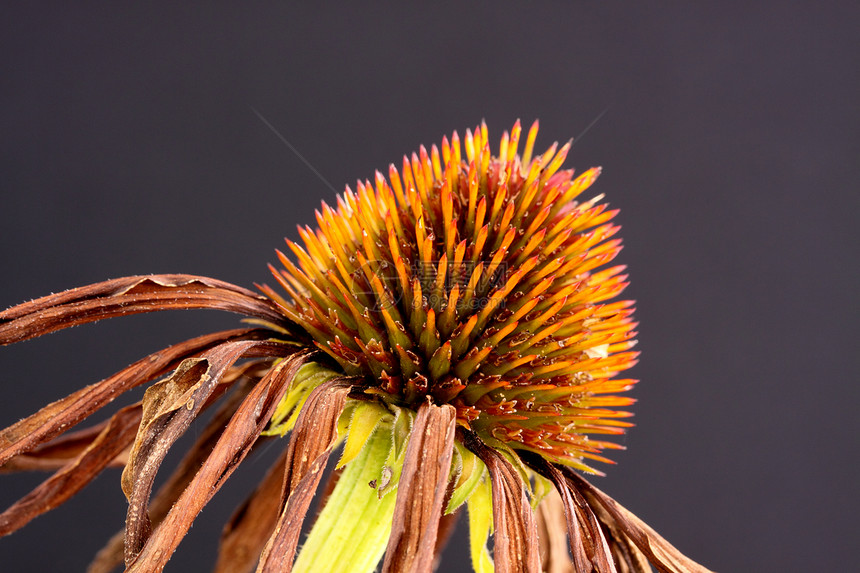 echinacea种子头图片