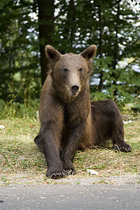 王之凝视年轻的野熊坐在草地上野外动物毛皮爪子主题哺乳动物动物对抗危险野生动物棕熊背景