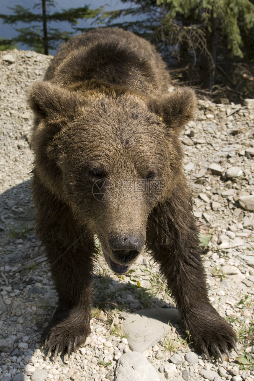 森林中的野熊主题动物哺乳动物野外动物绿色森林棕色毛皮野生动物棕熊图片