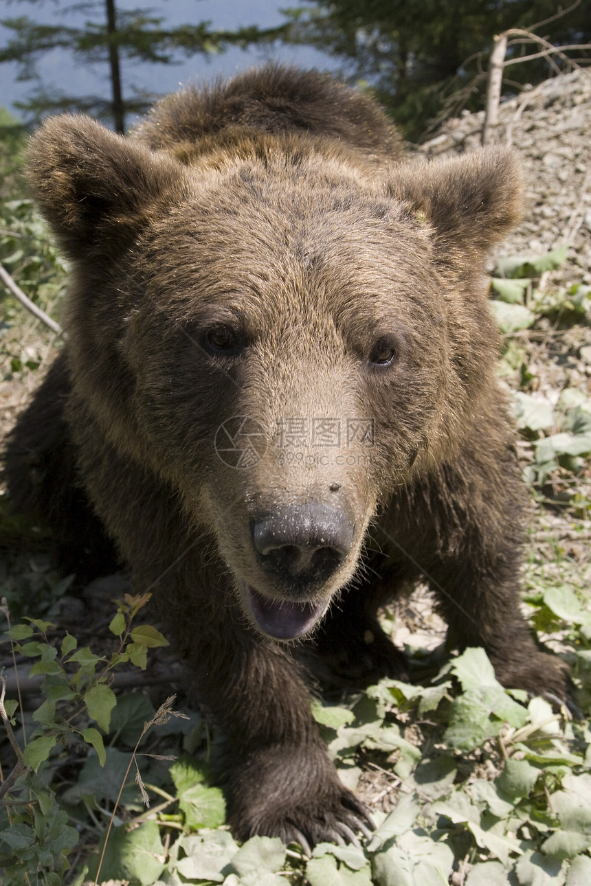森林中的野熊森林棕色绿色主题野外动物野生动物毛皮动物哺乳动物棕熊图片