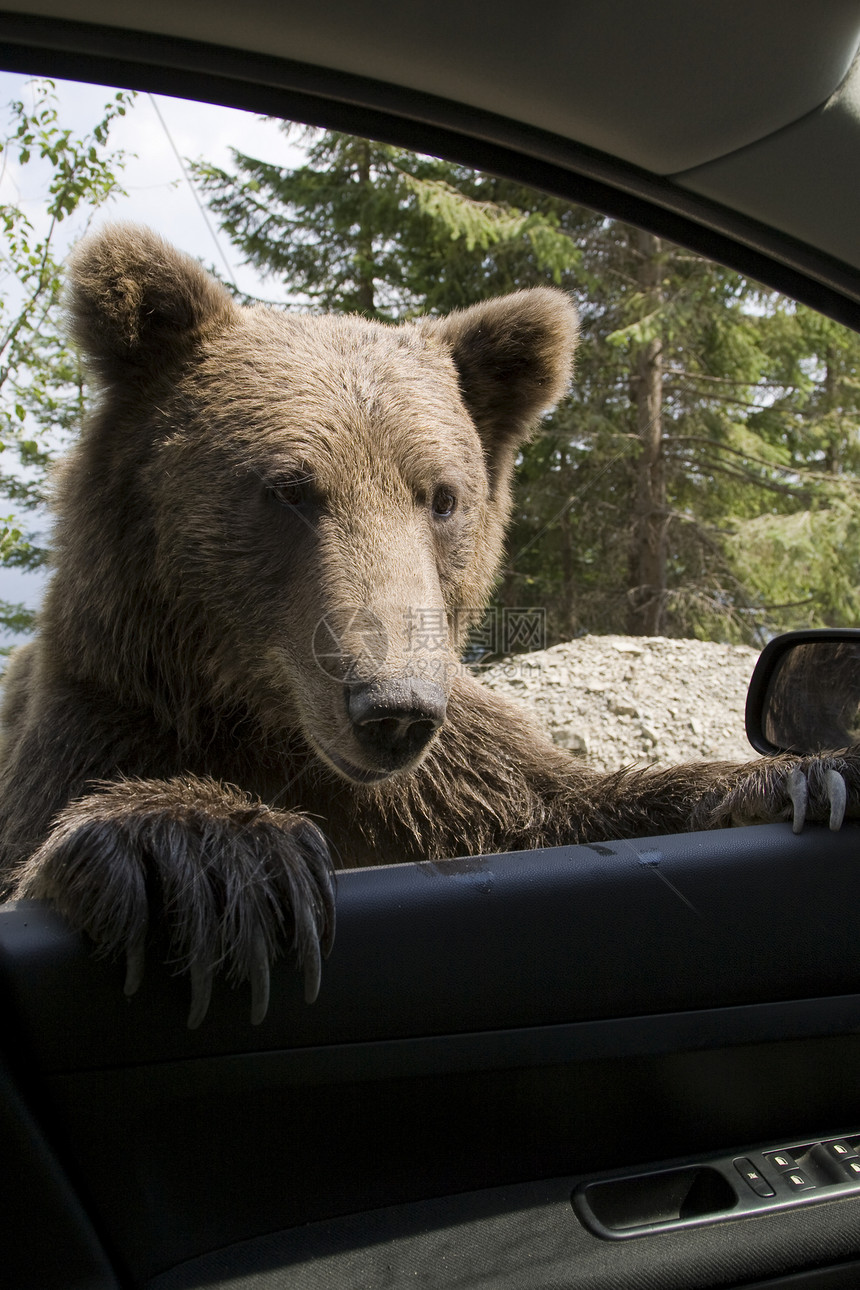 我的车窗上的野熊图片