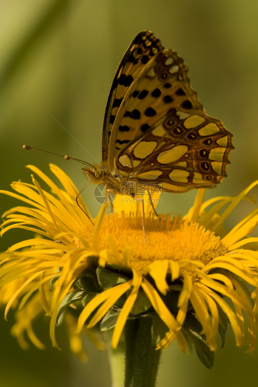 在黄花上喂养蝴蝶野生动物鳞翅目昆虫花粉阳光动物翅膀萼片脆弱性绿色图片