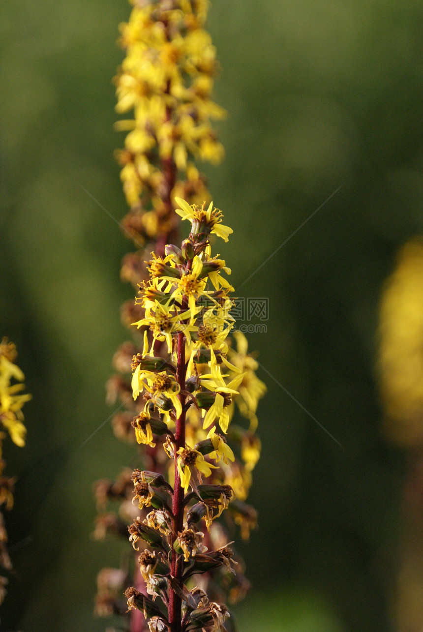 黄黄色花朵黄色木头森林环境绿色草原植物太阳公园叶子图片