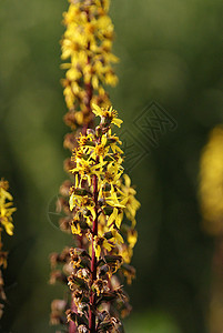 黄黄色花朵黄色木头森林环境绿色草原植物太阳公园叶子背景图片