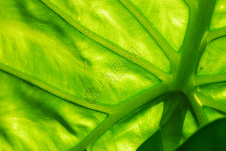 绿叶背景绿色叶子花园植物群宏观植物阴影植被背景图片
