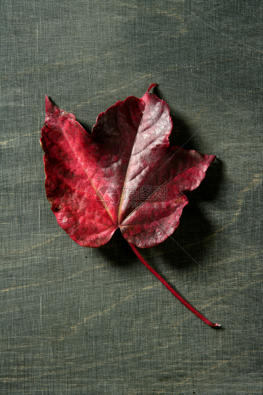 秋叶的叶子静止 深色木背景红色黄色美丽风格金子装饰墙纸季节植物森林图片