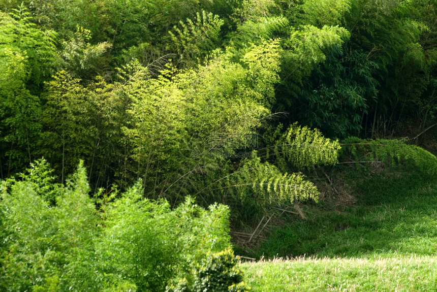 青竹绿草原公园木头竹子日光环境太阳季节晴天树干农村图片