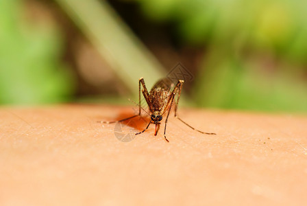 蚊子饮料喂养绿色植物宏观发痒昆虫皮肤害虫背景图片
