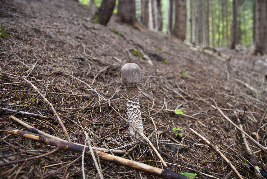 森林里的蘑菇 多洛米人灌木丛珊瑚热情踪迹腹泻菌类毒素肠胃小路荒野图片