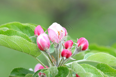 苹果树花白色花园紫色粉色背景图片