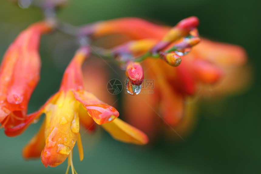 美丽的花朵橙子雨滴图片