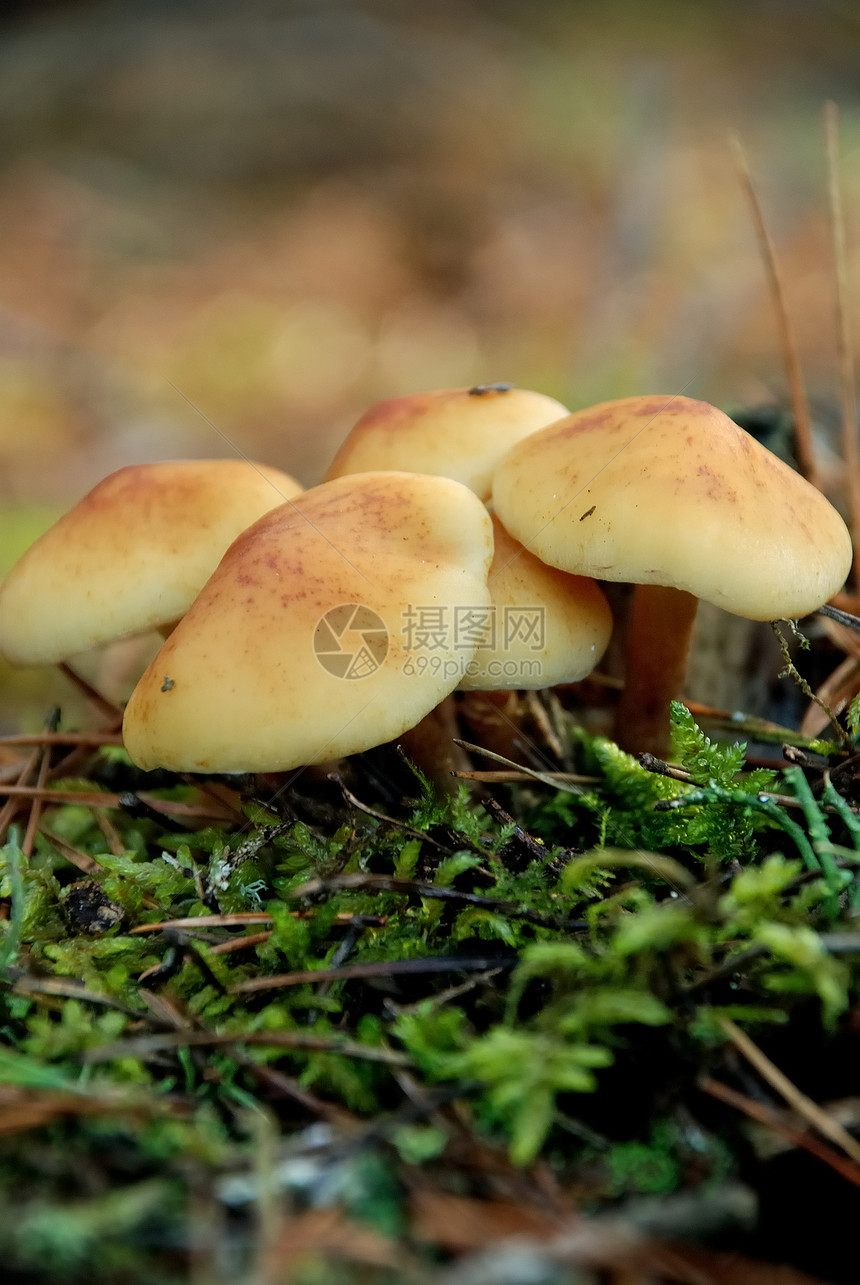 中毒蘑菇活性精神环境植物菌类危险致命地面森林图片