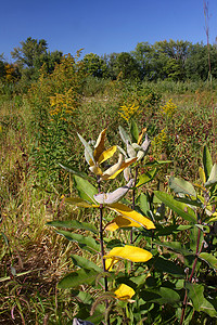 佩卡托尼卡湿地  伊利诺伊州植物群湿地环境栖息地土地杂草乳草植被植物学植物背景图片
