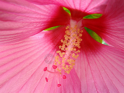 粉色象形木槿花朵晴天花园背景图片