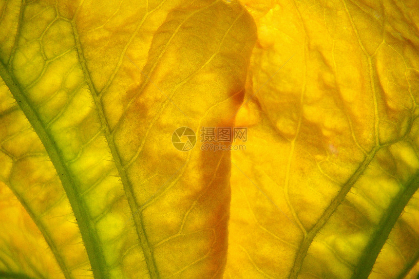 黄黄色花朵花园植物图片