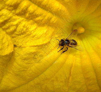 有黄蜂的黄花背景图片