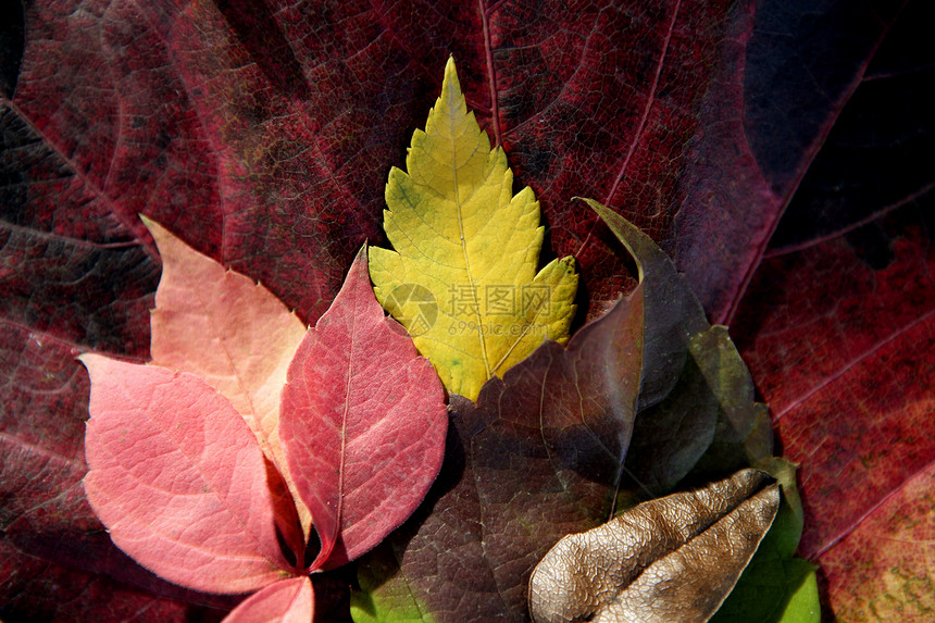 秋叶叶叶叶叶叶 深木本底 经典图象跌落美丽叶子墙纸生活红色装饰风格绿色宏观森林图片