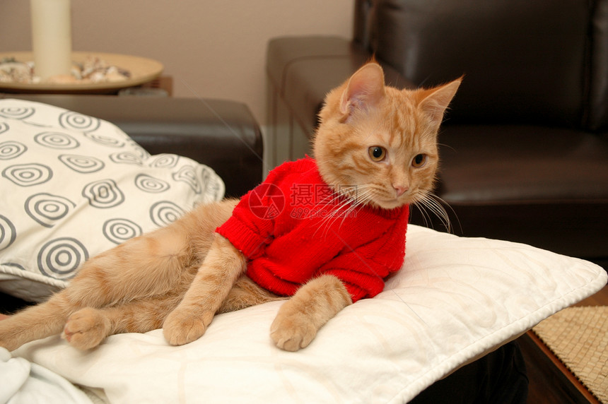 猫和红毛衣图片