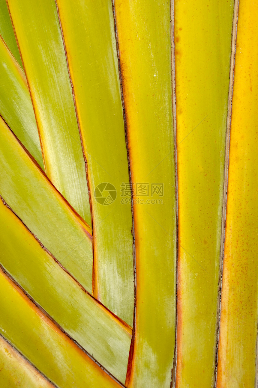 棕榈叶棕榈蓝色线条绿色折叠艺术植物扇子热带图片