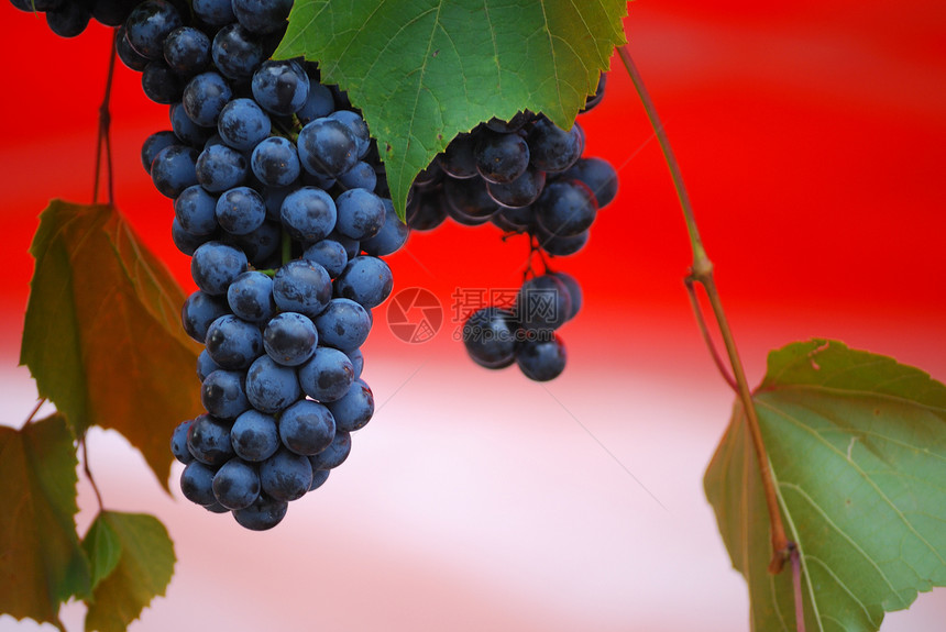葡萄酒甜点藤蔓浆果农场紫色葡萄园金子饮食水果酒精图片