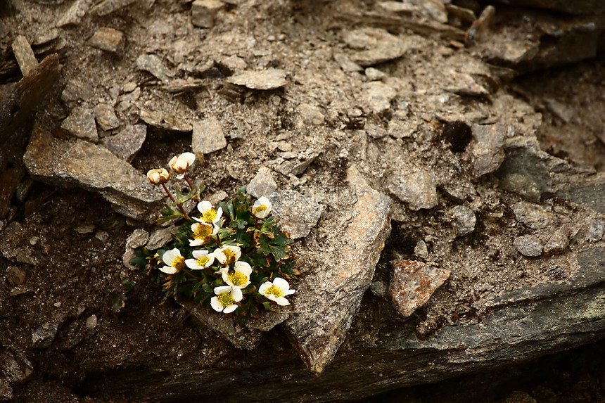 阿尔卑斯花园公园花瓣岩石植物植物群高山草本植物植物学生长图片