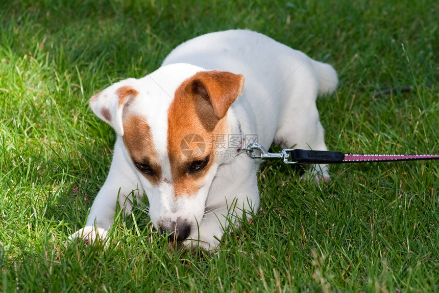 杰克罗素泰里尔训练白色小狗动物皮带猎犬阳光皮革犬类衣领图片