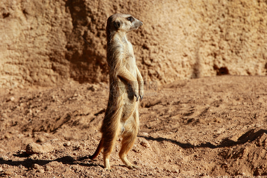 马达加斯加泥土地貌的苏里卡塔警报毛皮生活警卫平衡眼睛岩石哺乳动物头发沙漠图片