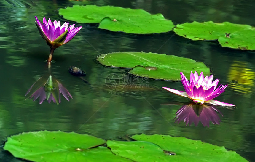 池塘里满是百花的水旅行异国粉红色植物群植物情调图片
