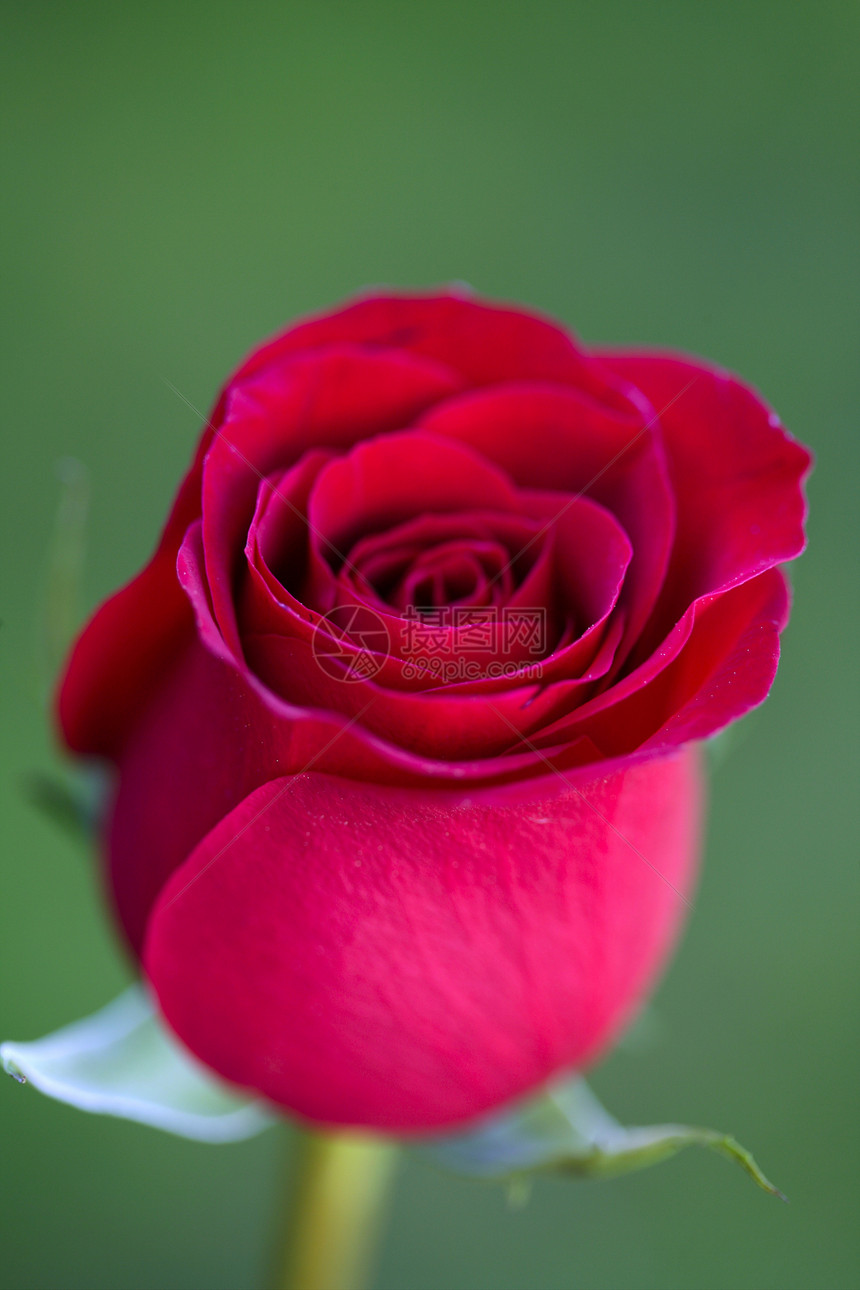 宏红玫瑰 绿草背景模糊玫瑰花束展示植物花园季节美丽紫色礼物荒野图片