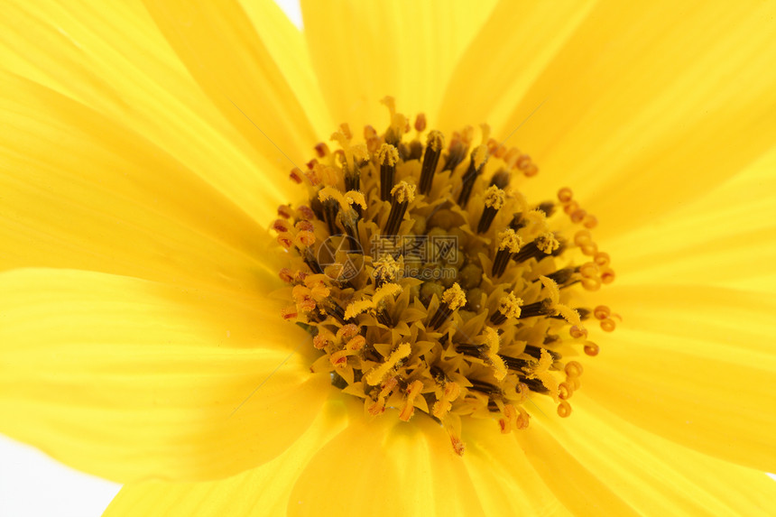 Daisy 黄色花朵 大型演播室拍摄叶子美丽花园花束花瓣橙子植物宏观生活植物群图片