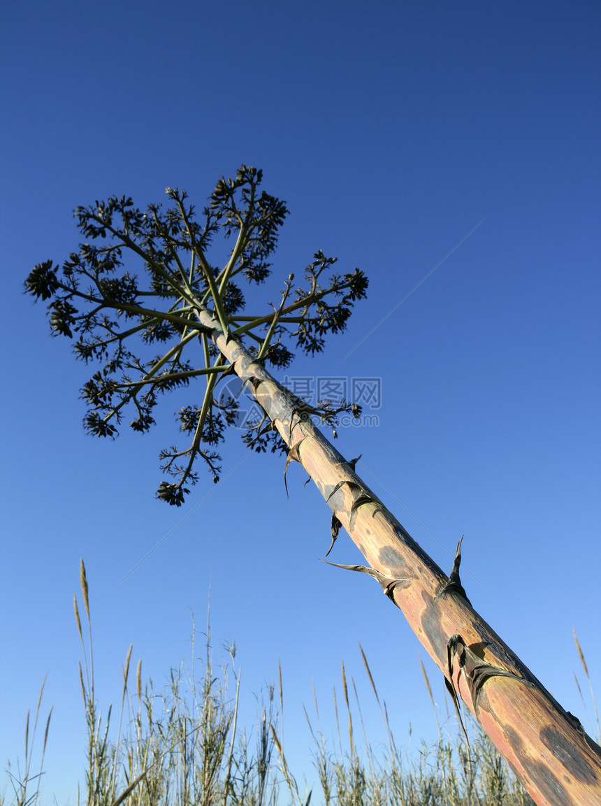 来自地中海海岸的阿加韦 皮革 仙人掌海洋果汁树叶蓝色植物学公园生态旅行植物沙漠图片